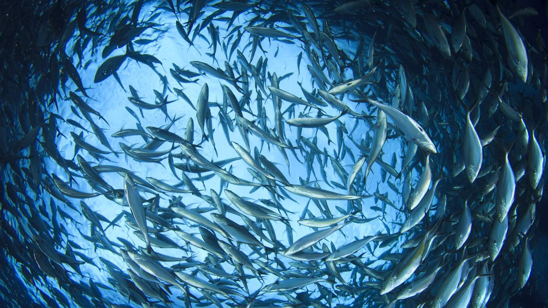Clipper Oil: MSC Warns WCPO Tuna Fisheries of Potential Certification Suspension
