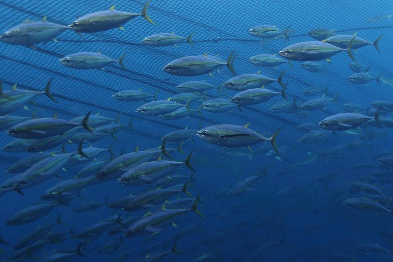 Clipper Oil: Princes Slashes Indian Ocean Yellowfin Tuna Sourcing in Half