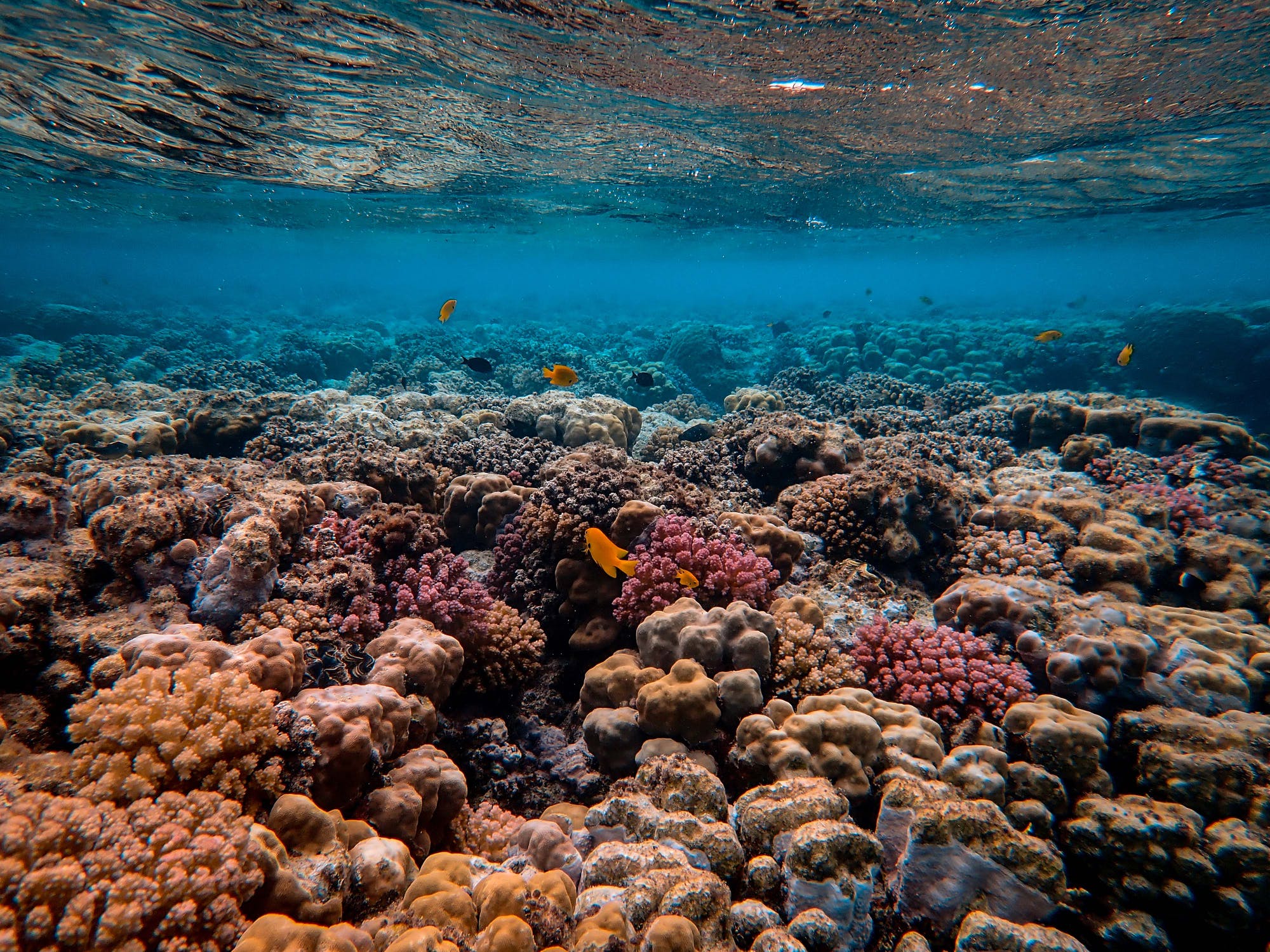 Clipper Oil: Kiribati Terminates Giant Marine Protected Area to Boost Tuna Fishing
