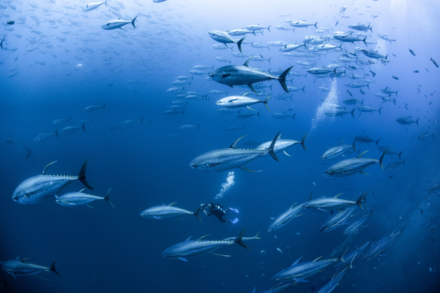 SeafoodSource: Report declares tuna stocks in Western and Central Pacific Ocean not overfished