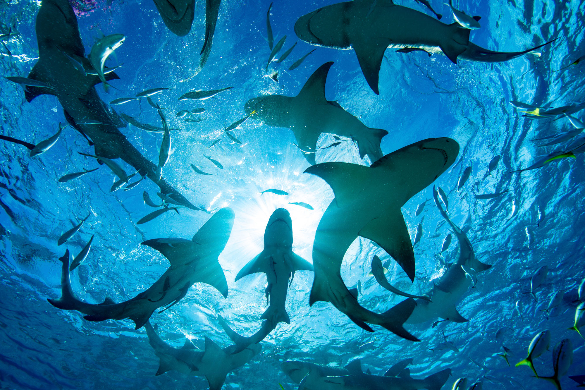 Clipper Oil: Costa Rica’s Pristine ‘Shark Island’ Now a Massive Marine Reserve