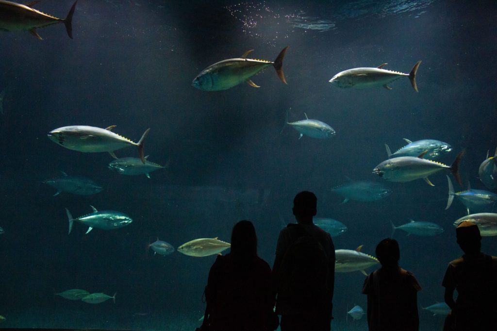 SeafoodSource WCPFC faces test as expiration date nears for Tropical