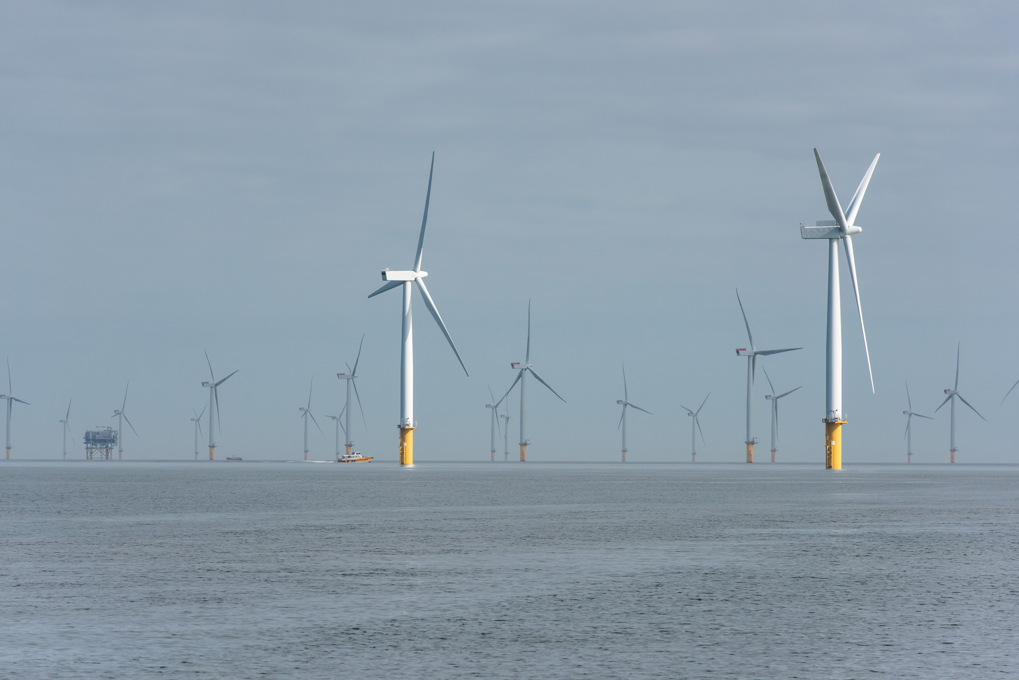 Emergence of Large-Scale Hydrodynamic Structures Due to Atmospheric Offshore Wind Farm Wakes