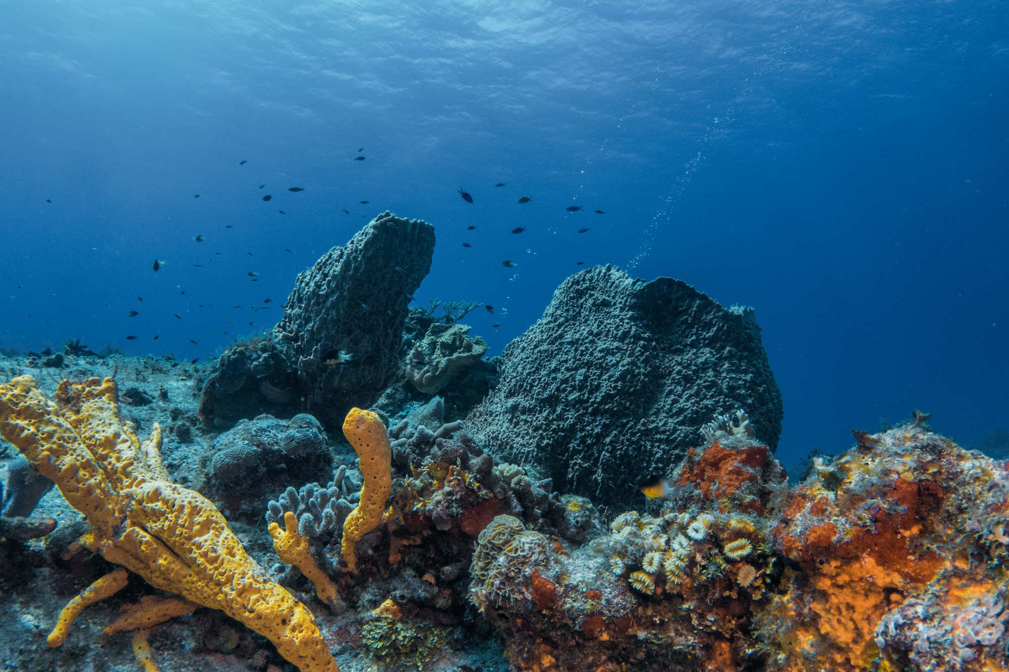 FishNews —  NOAA Celebrates Habitat Month 2022 — July 28