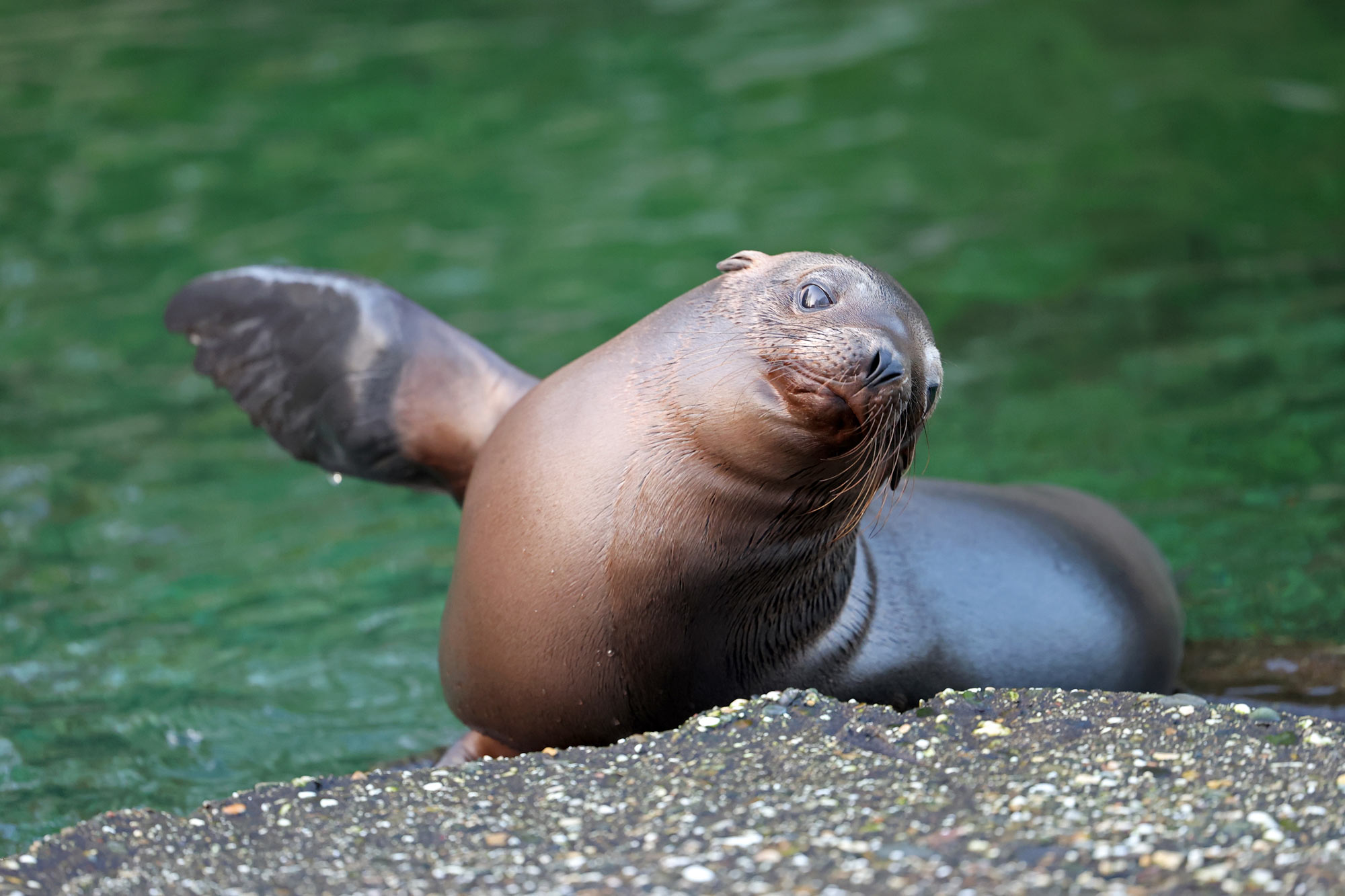 FishNews — Celebrate Seal and Sea Lion Week 2023