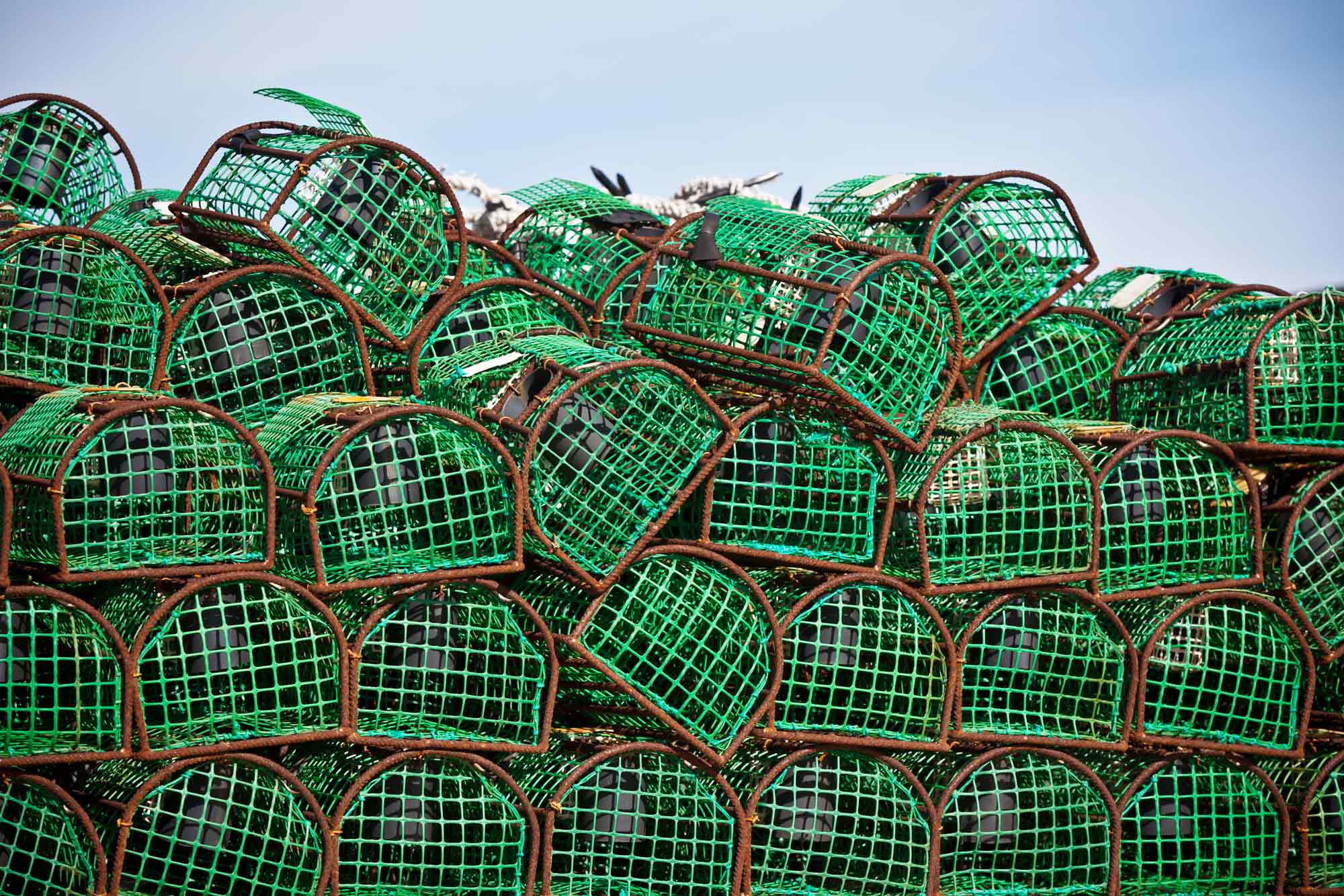 Courthouse News: California crabber accuses processor of price fixing