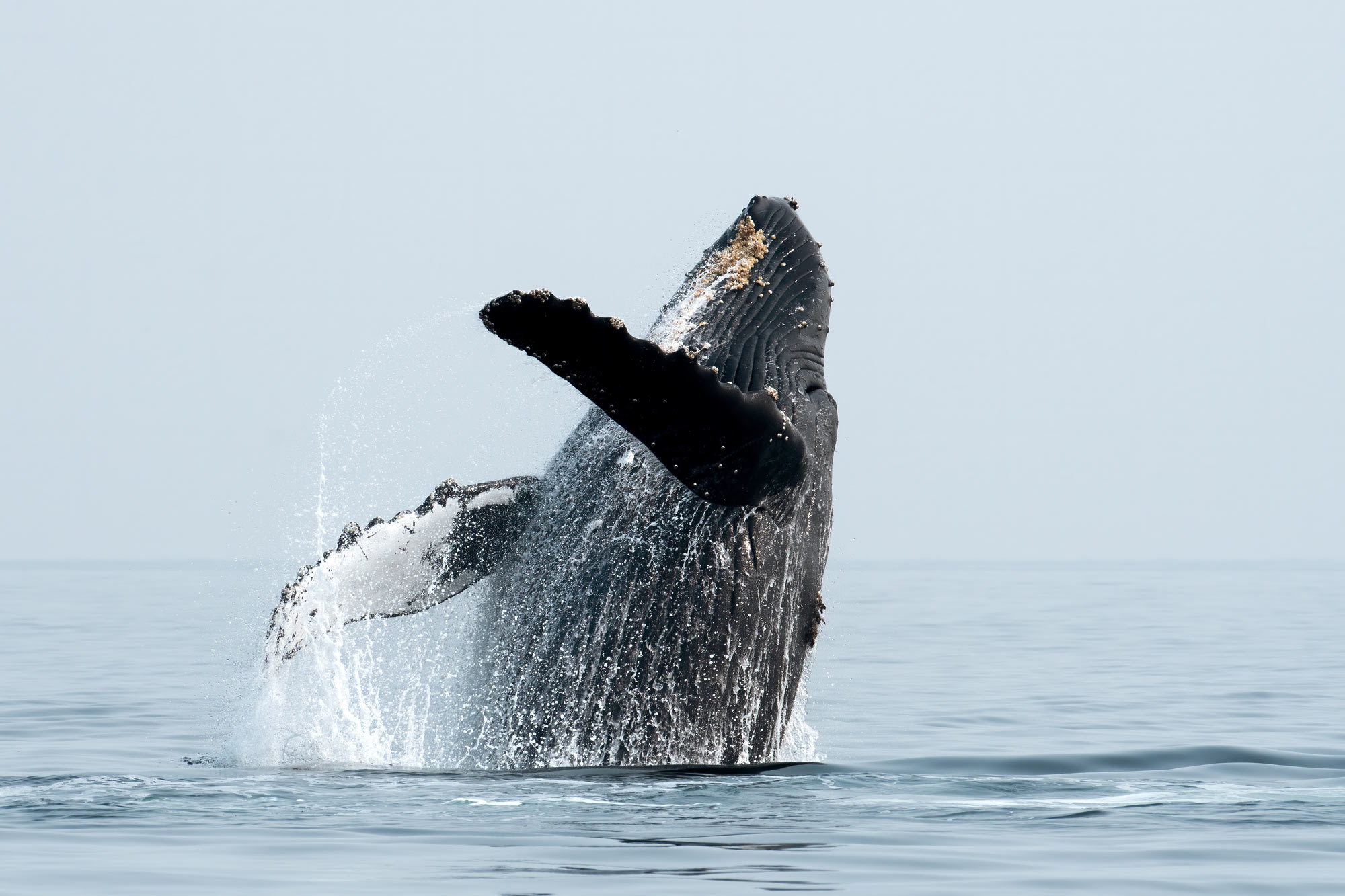 FishNews — Whale Week: Celebrating the Wonder of Whales
