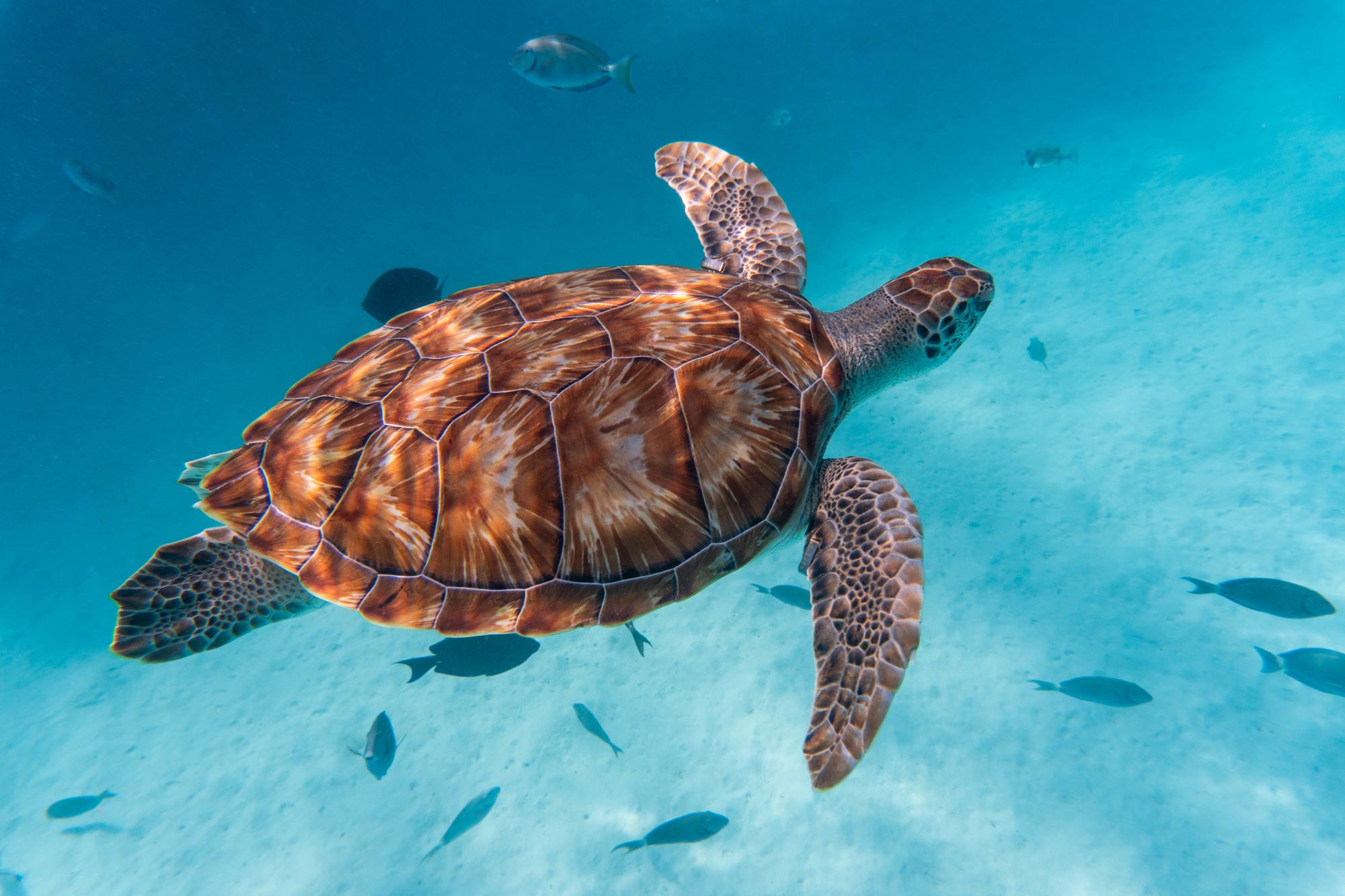 FishNews — Swim into Sea Turtle Week